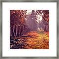 The Winter Path Framed Print