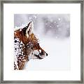 The Winterwatcher - Red Fox In The Snow Framed Print