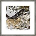 The Wolf Pack Framed Print