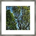 The Wonder Of Trees Framed Print