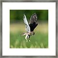 The Young Hovering Kestrel Framed Print