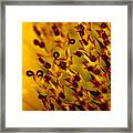 Then Comes The Seed Framed Print