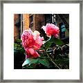 There Is A Rose In Spanish Harlem Framed Print