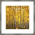 There's Gold In Them Woods Framed Print