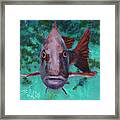 There's Something Fishy Going On Here Framed Print