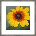 They Call Me Mellow Yellow. Framed Print