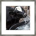 Thirsty Cow Framed Print