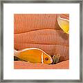 This Common Anemonefish  Amphiprion Framed Print