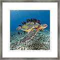 This Green Sea Turtle Framed Print