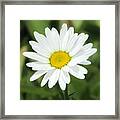 This Is Spring Framed Print