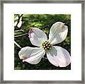 This Photo Shows A Single Flowering Framed Print