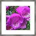 This Photo Shows Foxglove Flowers Framed Print