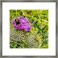 Thistle And Bumblebee. Framed Print