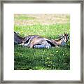 Thompson Gazelles Framed Print