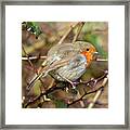 Thorny Issue European Robin Donegal Framed Print
