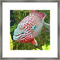 Thoughtful Fish Framed Print