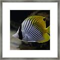 Threadfin Butterfly Fish Framed Print