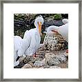 Three Amigos White Pelicans Framed Print