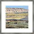 Three Bison Bulls Framed Print