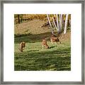 Three Cows And Birches Framed Print