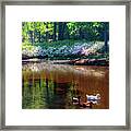 Three Ducks At The Azalea Pond Framed Print