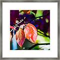 Three Leaves - 9583 Framed Print