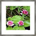 Three On A Pond Framed Print