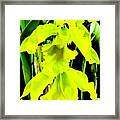 Three Orchids In Yellow Framed Print