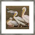 Three Pelicans Framed Print