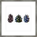 Three Pine Cones Framed Print