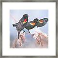 Three Red-winged Blackbirds In A Row Framed Print