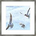 Three Seagulls Watercolor Framed Print