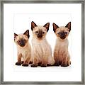 Three Siamese Kittens Framed Print