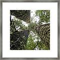 Three Sisters Sitka Spruce Grove In The Carmanah Valley Framed Print