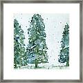 Three Snowy Spruce Trees Framed Print