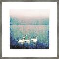 Three Swans Framed Print