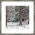 Three Trees In The Snow Framed Print