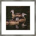 Three Wood Ducks Framed Print