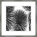 Three Yuccas Framed Print