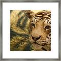 Tiger Framed Print