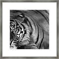 Tiger Eyes White Framed Print