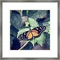 Tiger Longwing Butterfly Framed Print