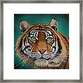 Tiger Portrait......amur Tiger Framed Print