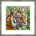 Tiger Portrait Framed Print