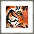 Tiger Framed Print