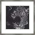 Tiger Scratch Board Framed Print