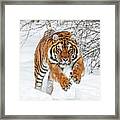 Tiger Sprint Framed Print