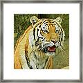 Tiger Stare Framed Print