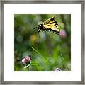 Tiger Swallowtail Butterfly In Flight Framed Print