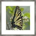 Tiger Swallowtail Butterfly In The Privet 1 Framed Print